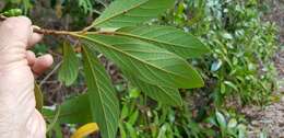 Image of Litsea australis B. P. M. Hyland