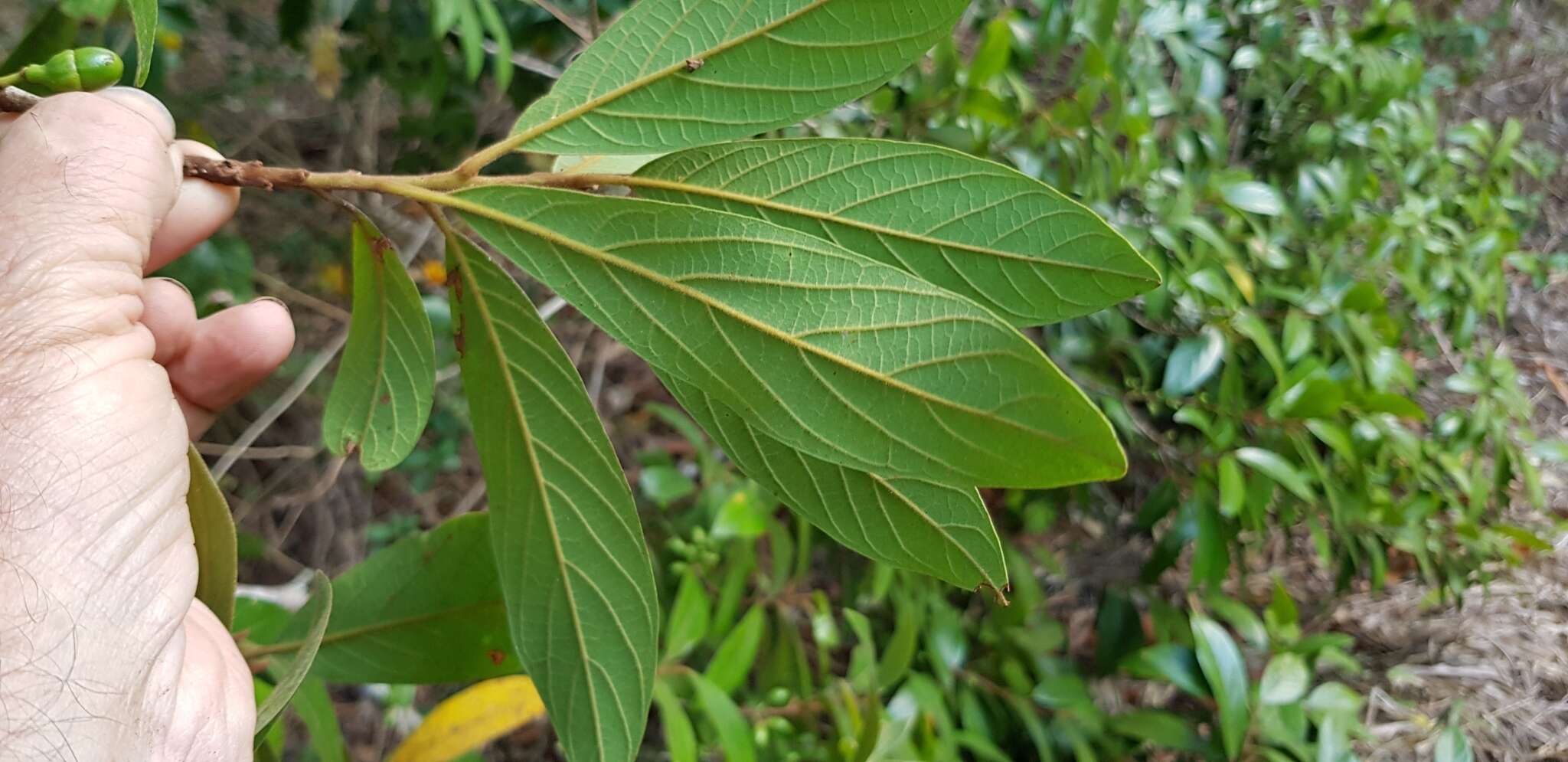 Image of Litsea australis B. P. M. Hyland