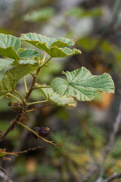 Image of Ribes fragrans Pall.