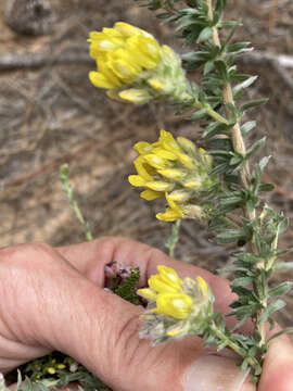 صورة Aspalathus quinquefolia L.