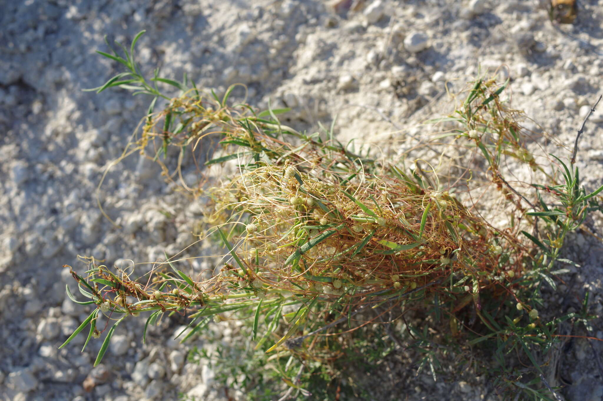 Image of alfalfa dodder