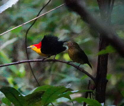 Image of Wire-tailed Manakin