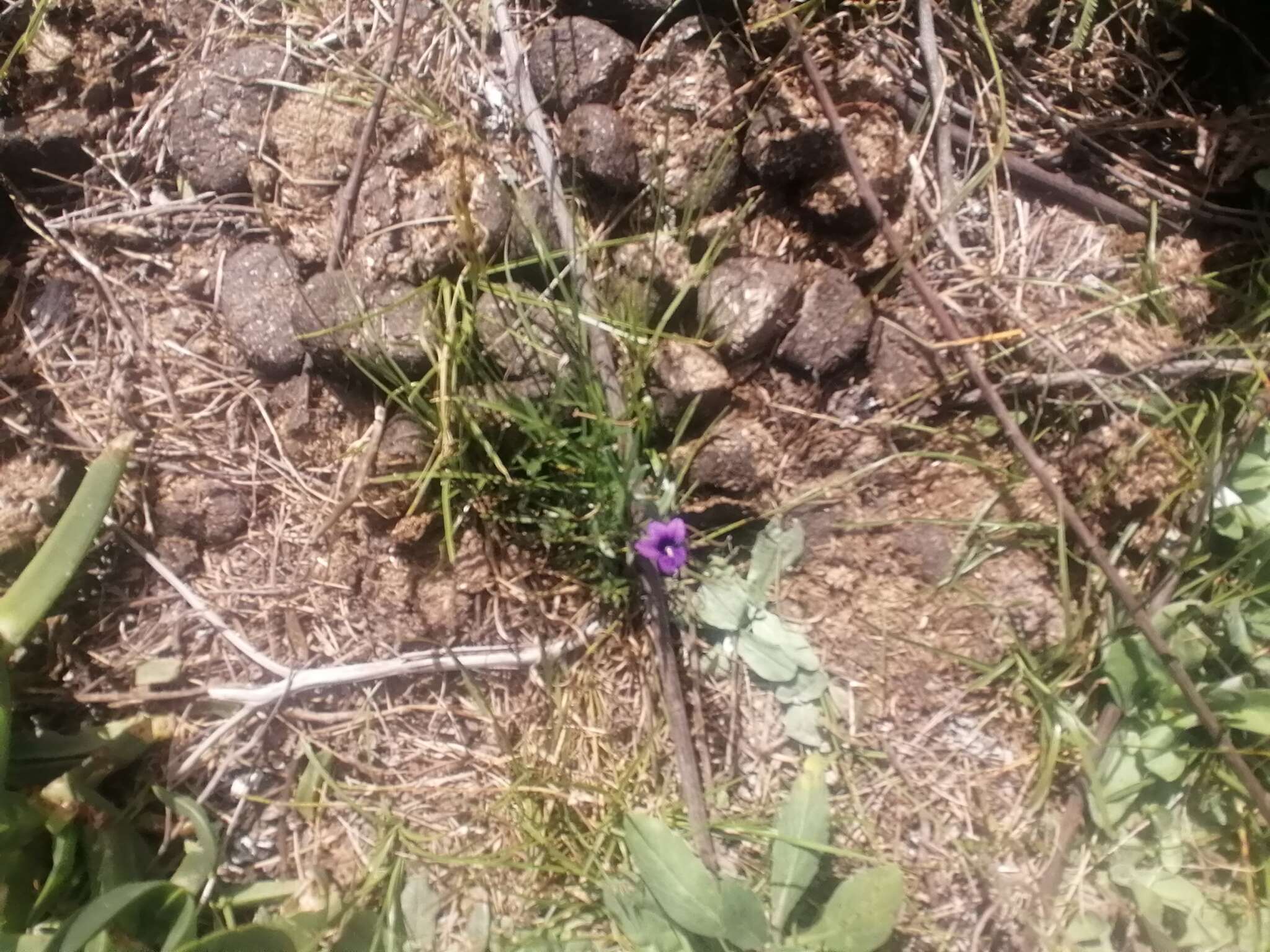 Image of Monopsis unidentata subsp. unidentata