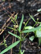 Image of Curtis' Spurge