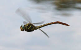 Image of Two-striped Forceptail