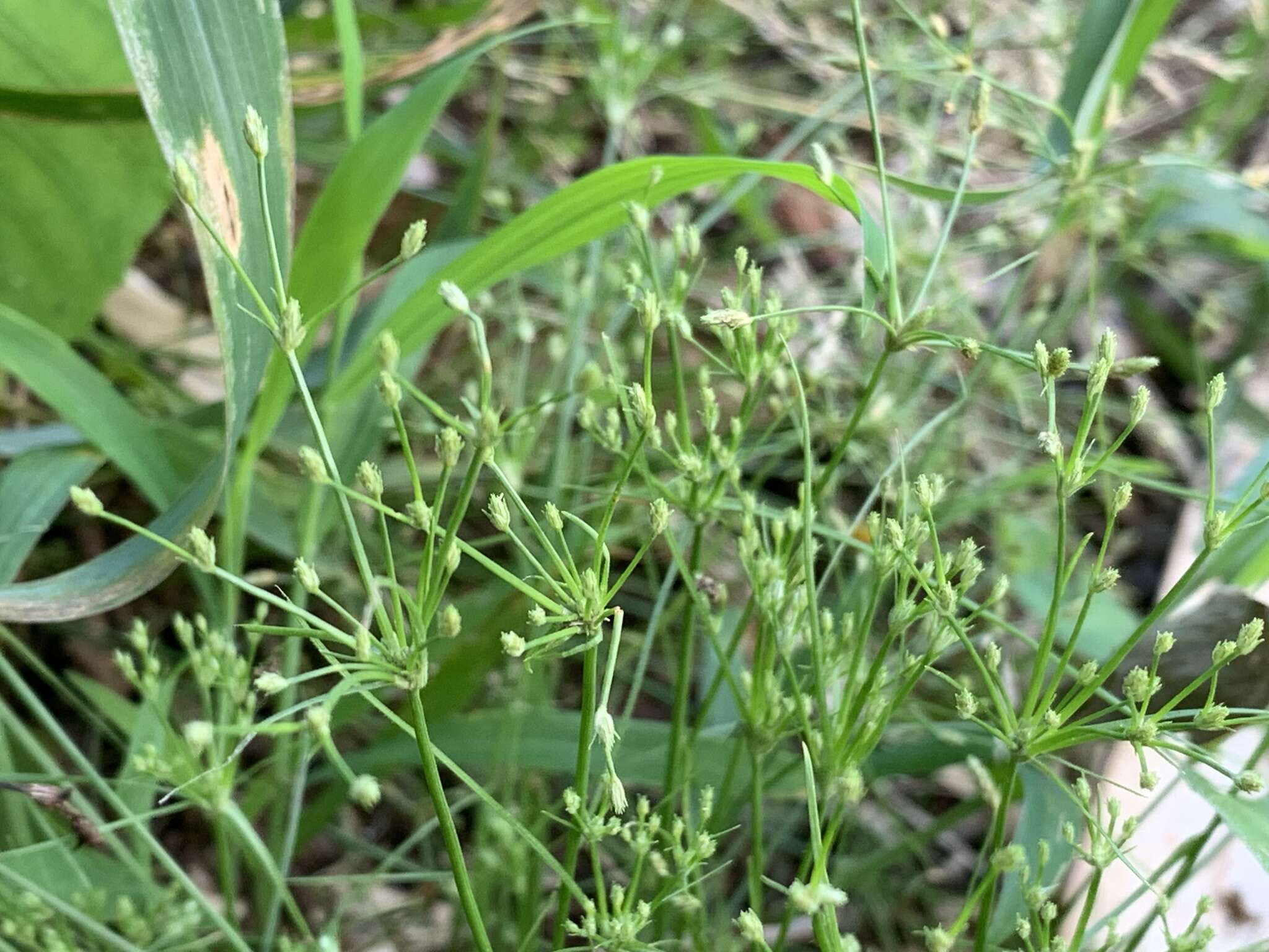 Fimbristylis squarrosa Vahl的圖片