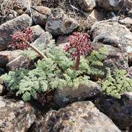 Lomatium minus (Rose ex Howell) Mathias & Constance resmi