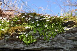 Image of Claytonia arkansana Yatsk., R. Evans & Witsell