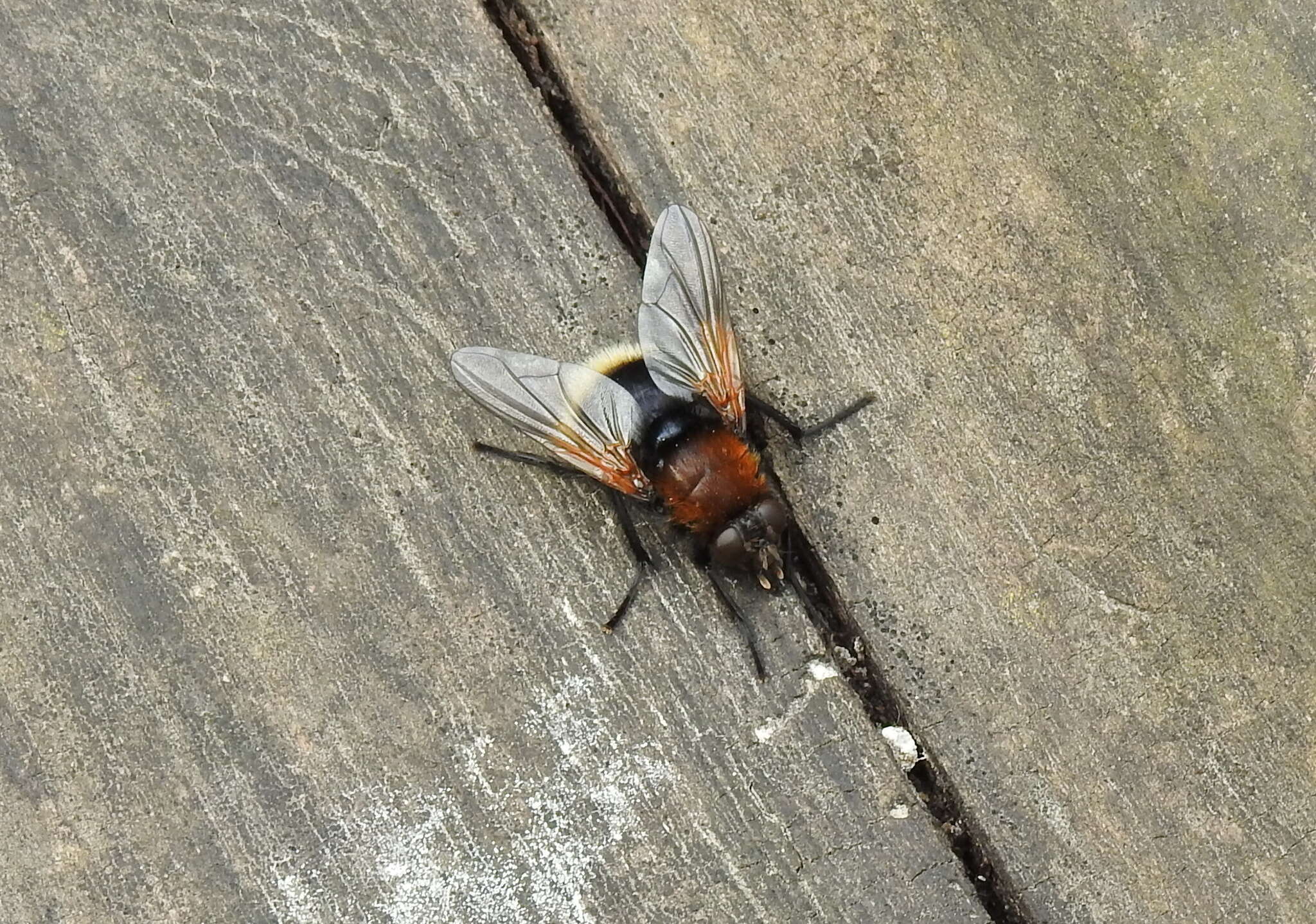 Sivun Mesembrina mystacea (Linnaeus 1758) kuva