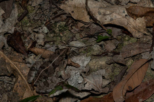 Image of Asian Grass Frog