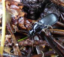 Image of Pterostichus (Hypherpes) algidus Le Conte 1853