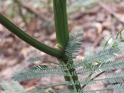 Image of South Wales wattle