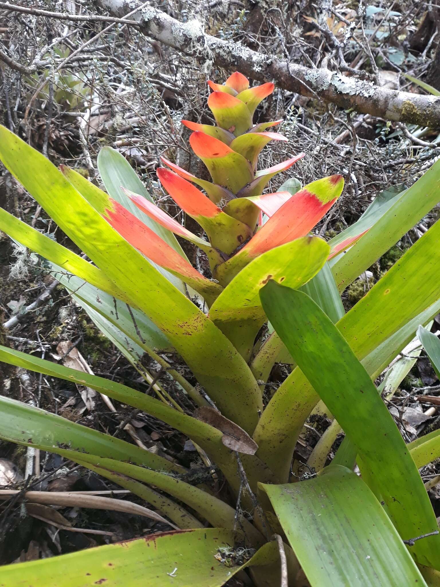 Image of Guzmania gloriosa (André) André ex Mez