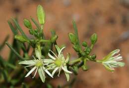 Imagem de Lepidium leptopetalum (F. Muell.) F. Muell.