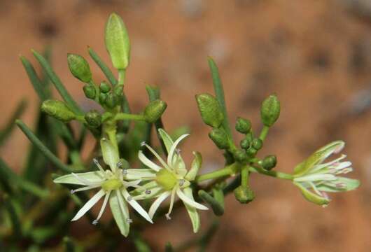 Image of Lepidium leptopetalum (F. Muell.) F. Muell.