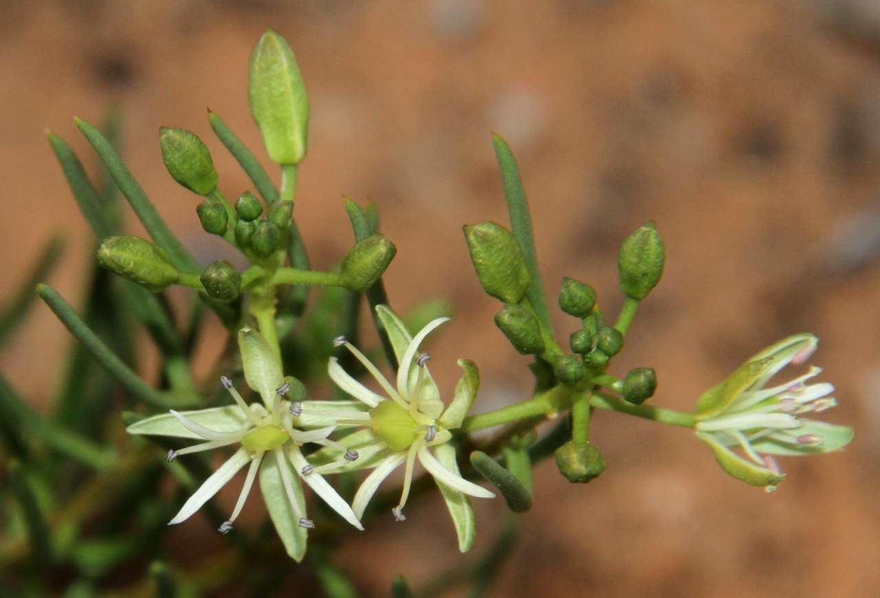 Imagem de Lepidium leptopetalum (F. Muell.) F. Muell.