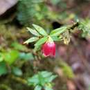 Plancia ëd Sphyrospermum campanulatum J. L. Luteyn