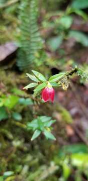 Image of Sphyrospermum campanulatum J. L. Luteyn