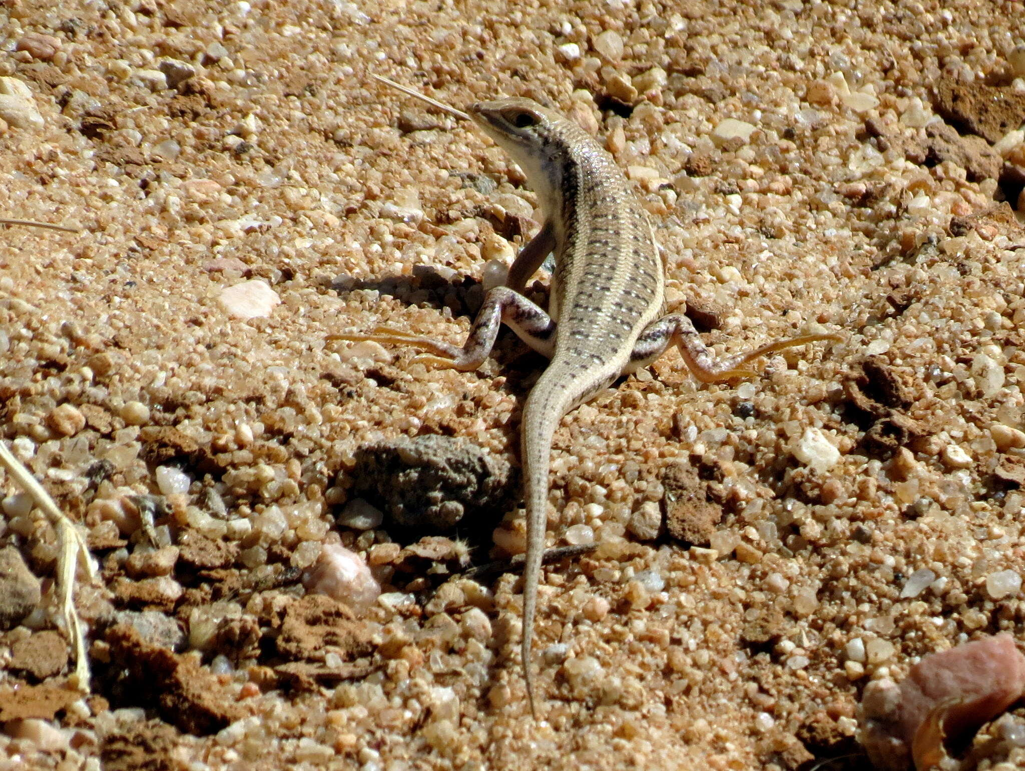 Imagem de Trachylepis acutilabris (Peters 1862)