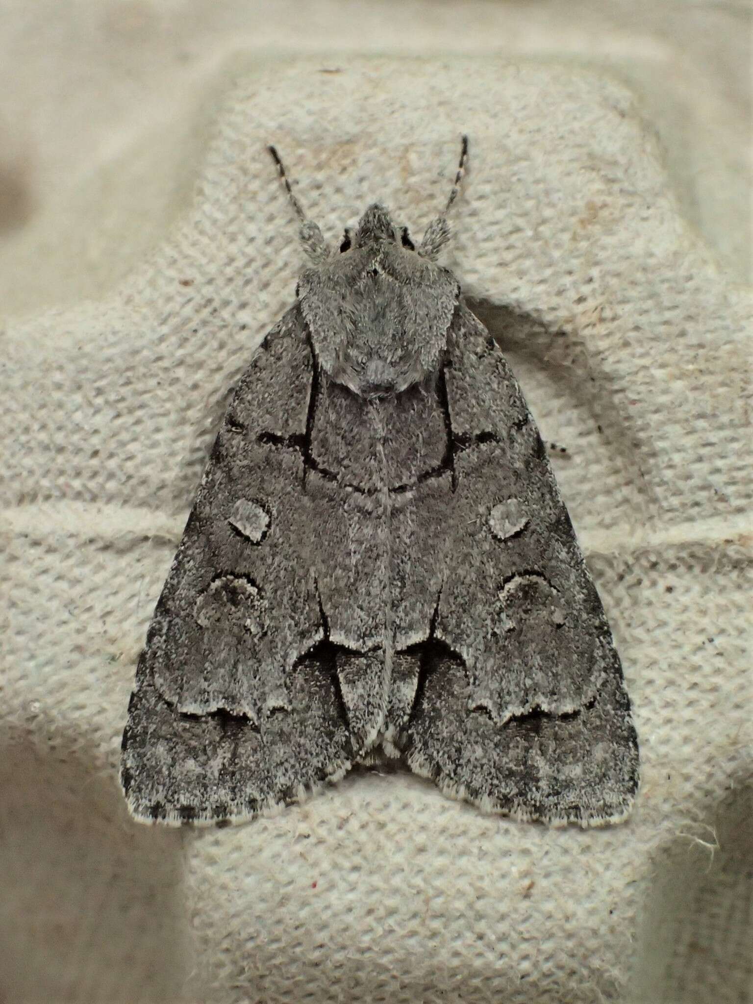 Image of Radcliffe's Dagger-moth