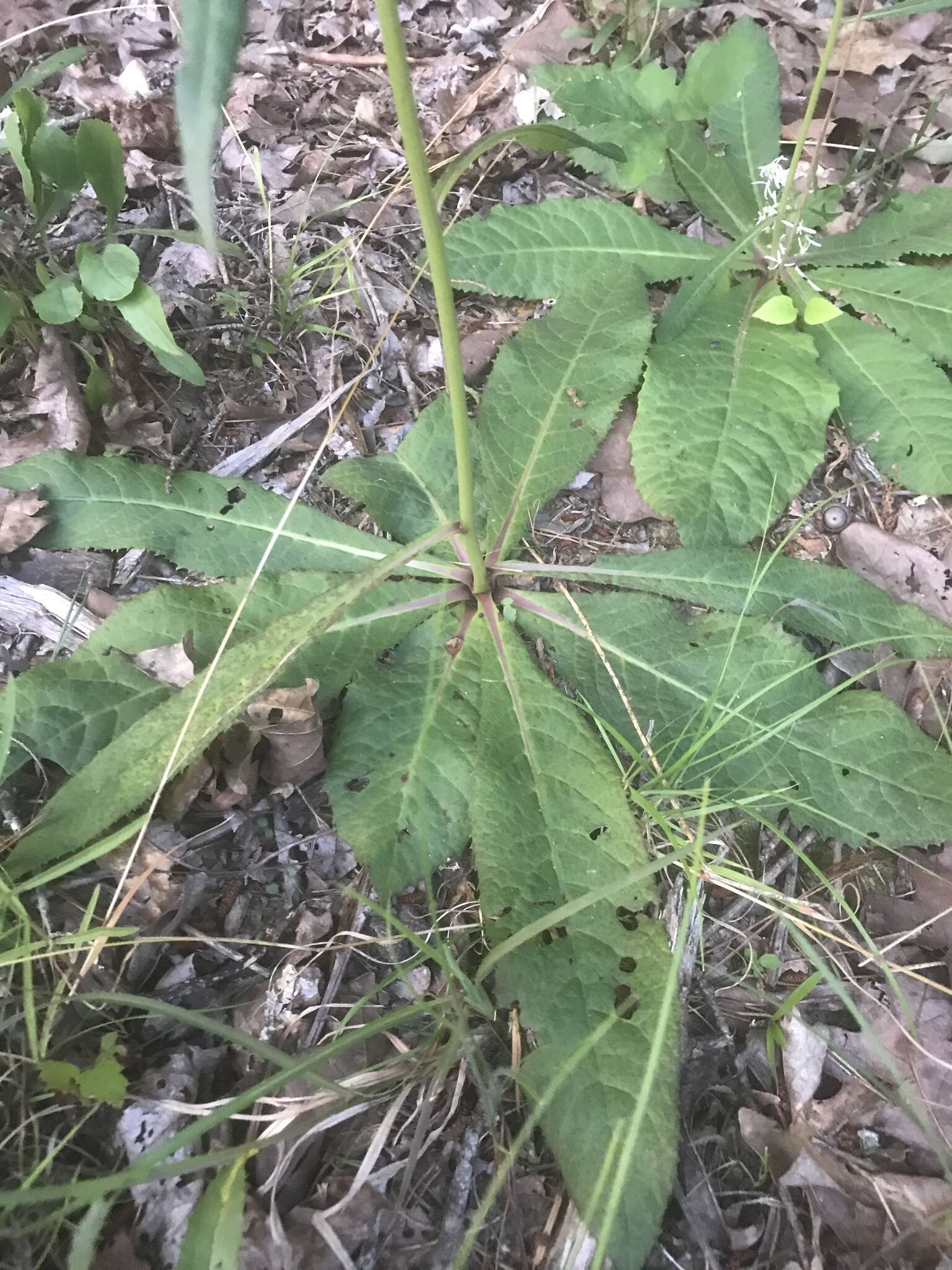 Image of stemless ironweed