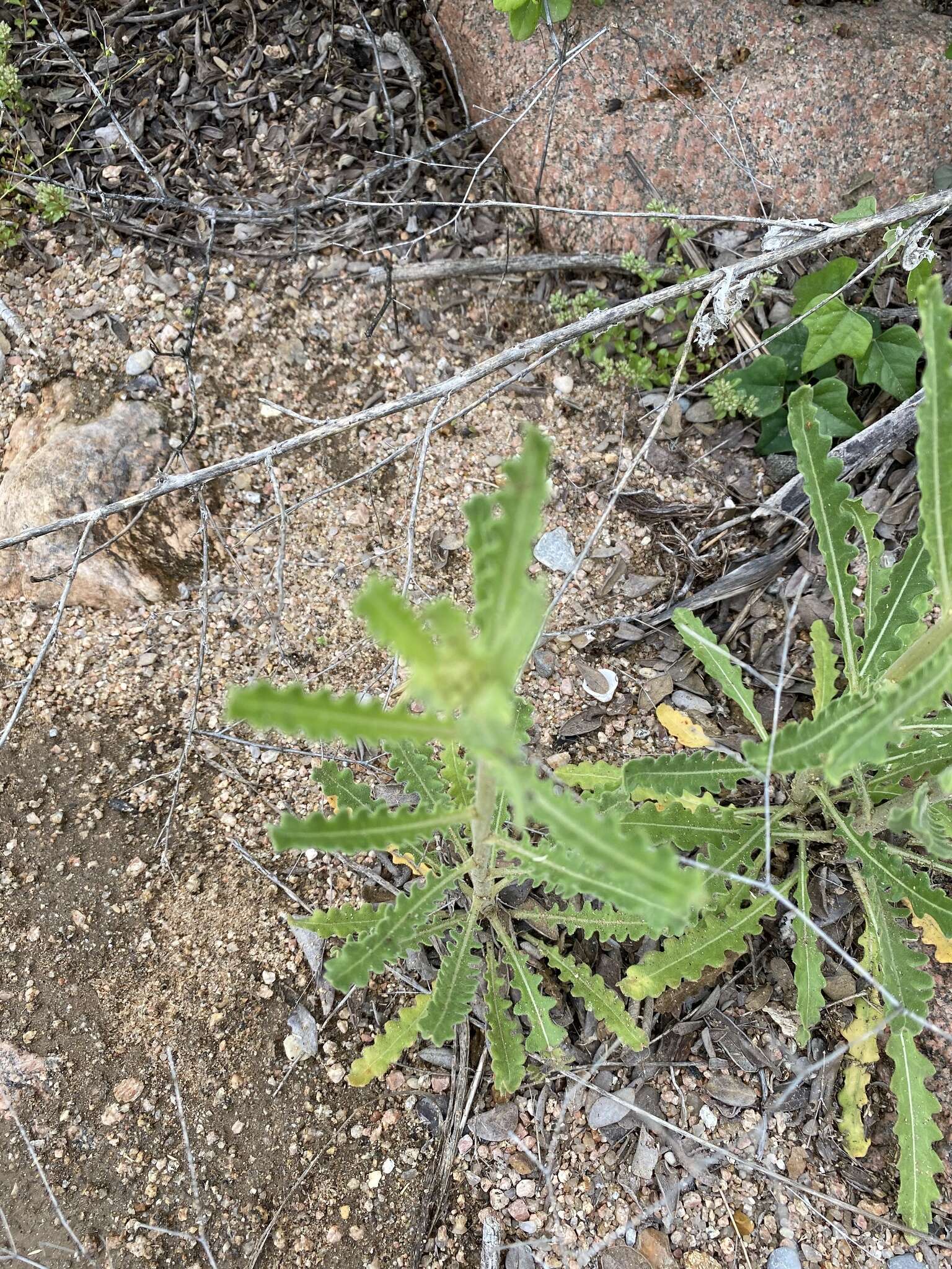 Image of wavyleaf blazingstar