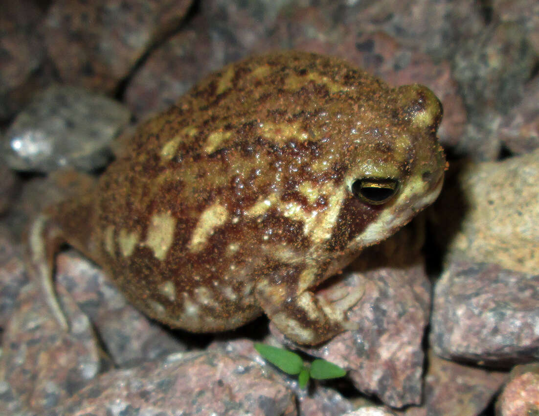 Image of Common Rain Frog