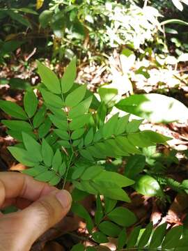 Image de Albizia adinocephala (Donn. Sm.) Record