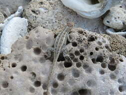 Image of Cozumel Spiny Lizard