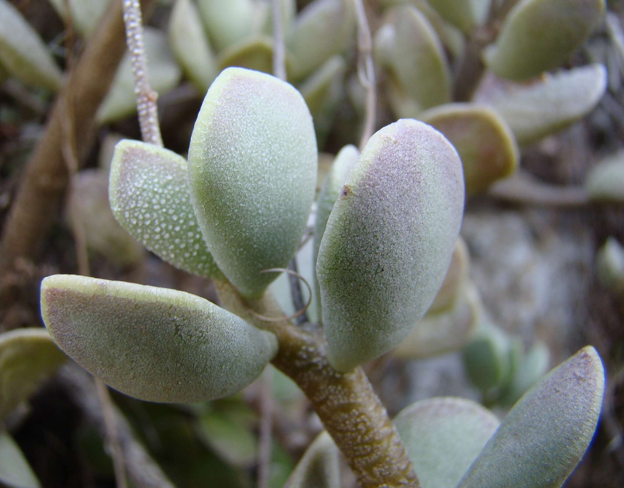 Image of Adromischus caryophyllaceus (Burm. fil.) Lem.