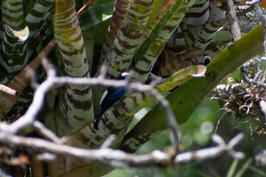 Image of Opal-crowned Tanager