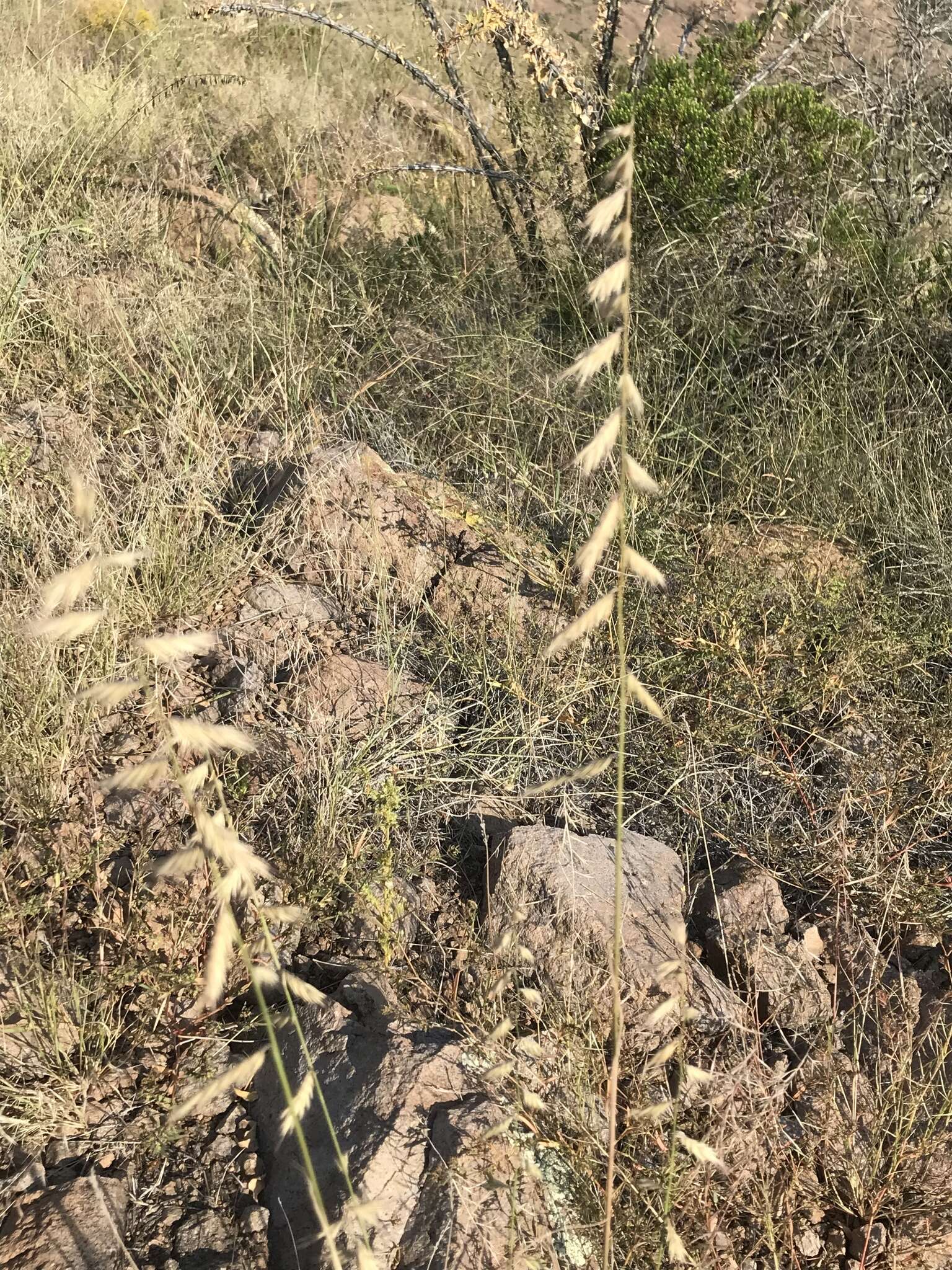 Слика од Bouteloua radicosa (E. Fourn.) Griffiths