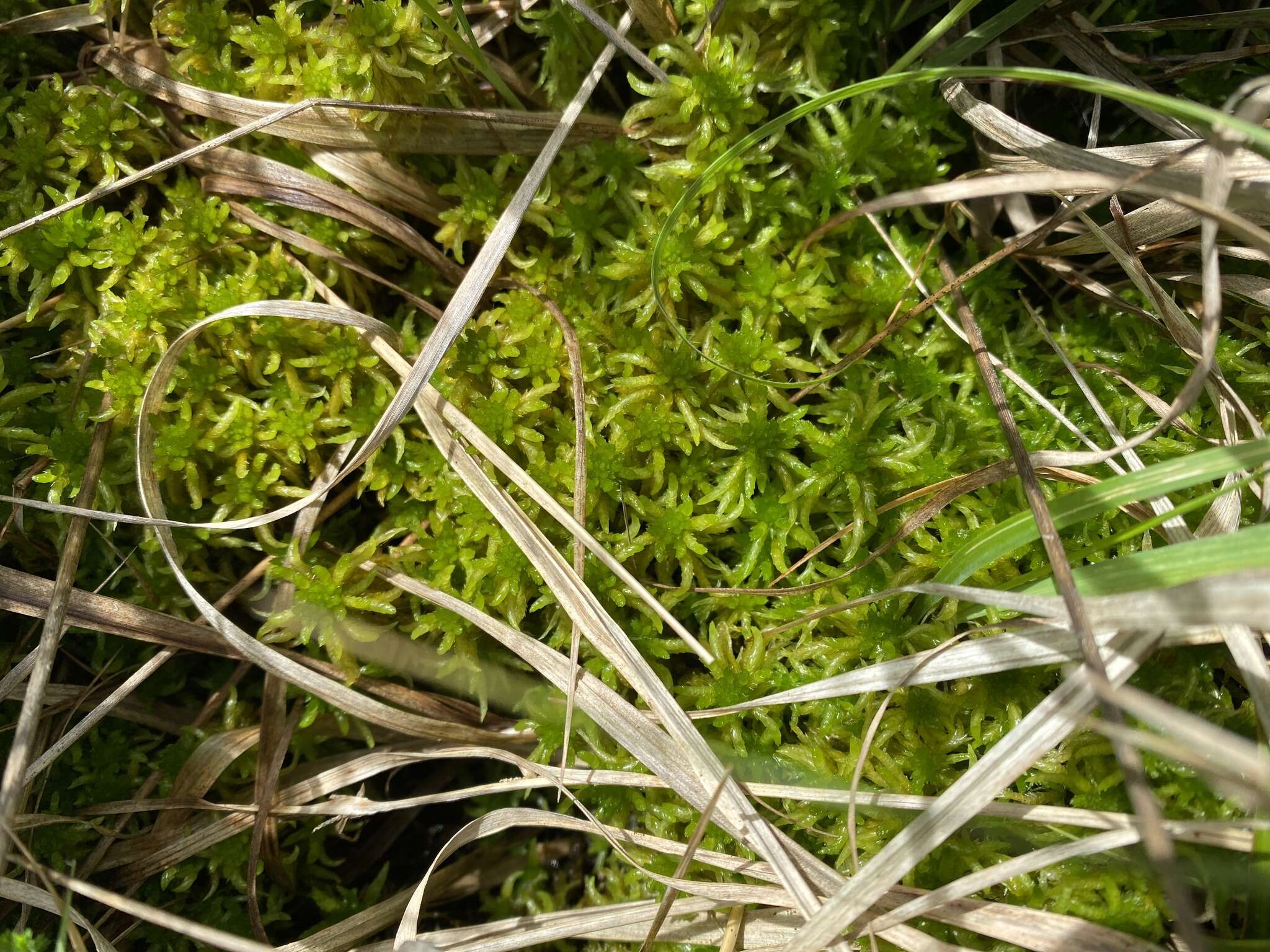 Sphagnum denticulatum Bridel 1826的圖片