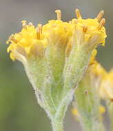 Plancia ëd Senecio pauciflosculosus C. Jeffrey