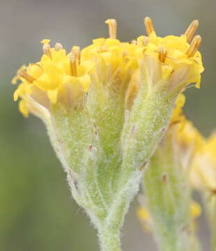 Image of Senecio pauciflosculosus C. Jeffrey