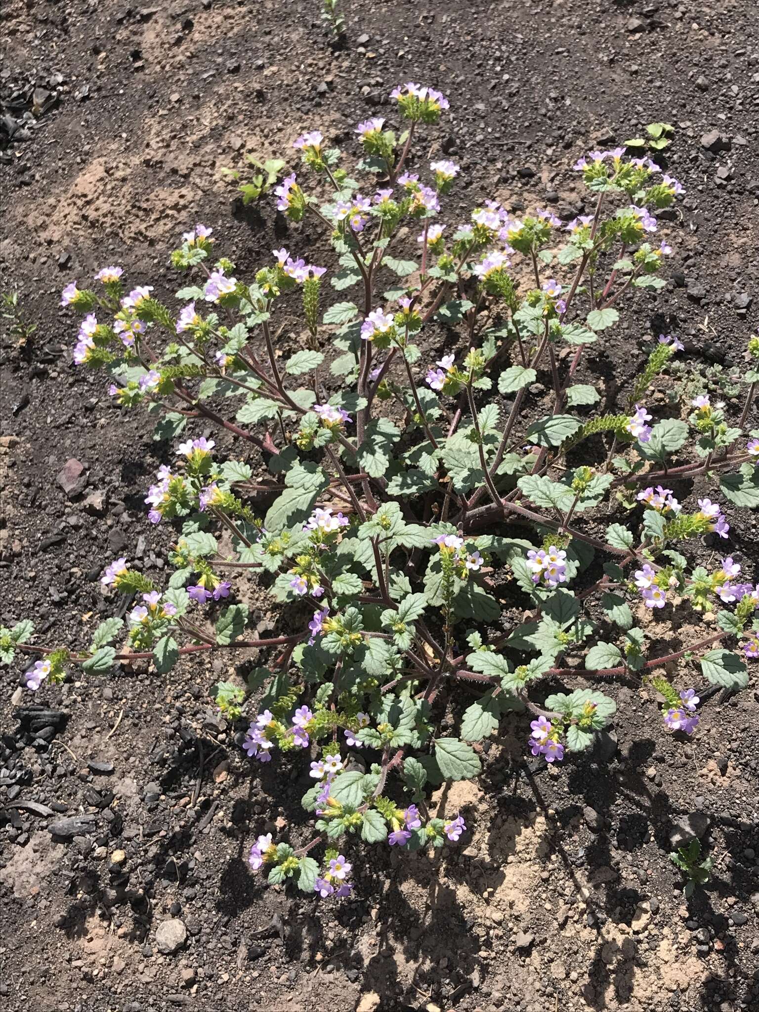 Image of sweetscented phacelia