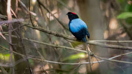 Image of Long-tailed Manakin