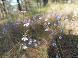 Image of Diastatea tenera (A. Gray) McVaugh