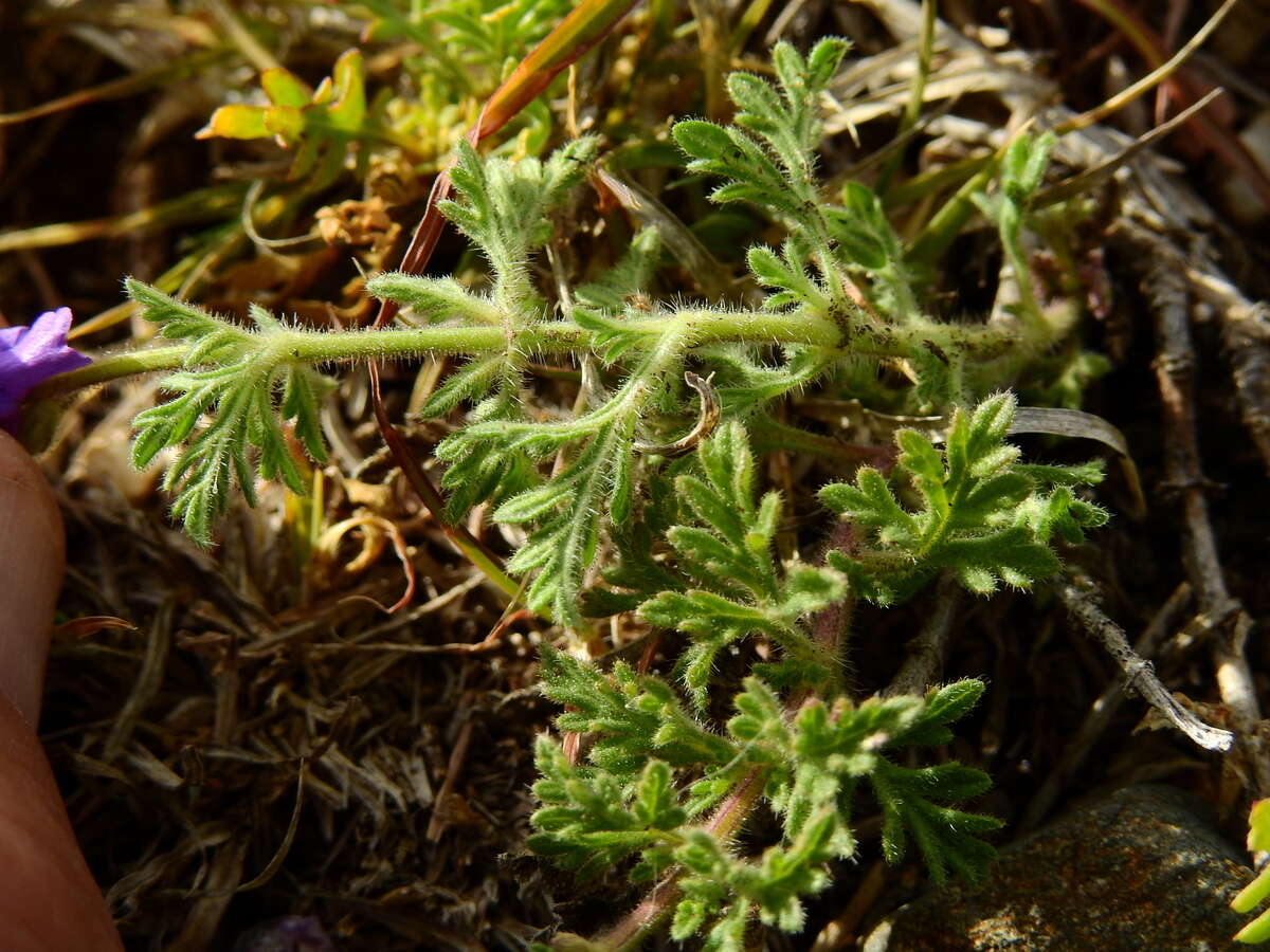 Image of Glandularia venturii (Moldenke) Botta