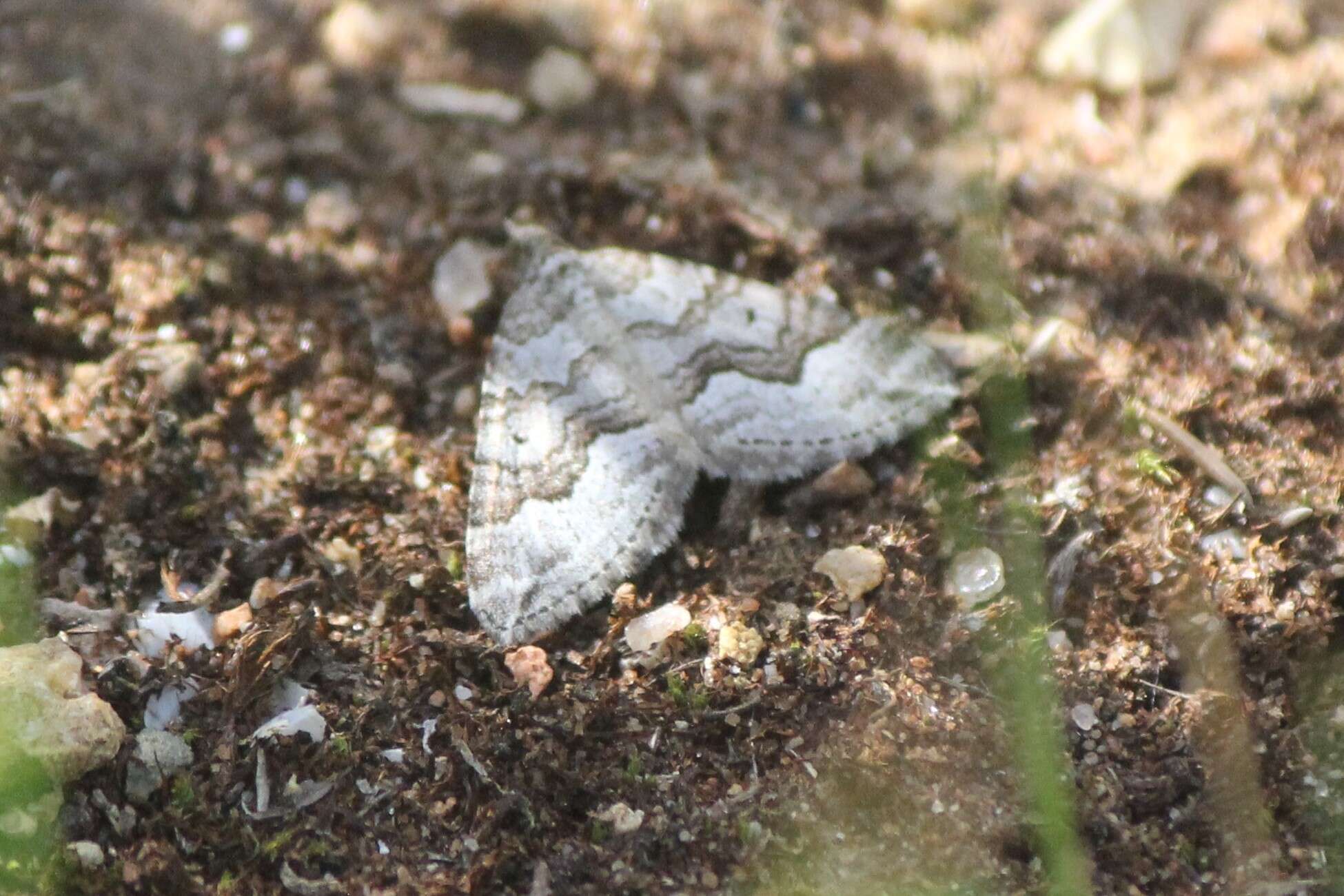 Sivun Chrysolarentia cryeropa (Meyrick 1891) kuva