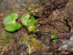 Image of Zeller's spider orchid