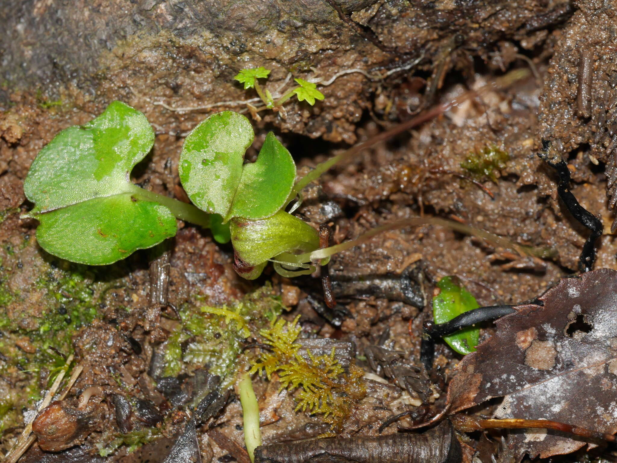 Image of Zeller's spider orchid