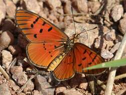 Image of Acraea atolmis Westwood 1882