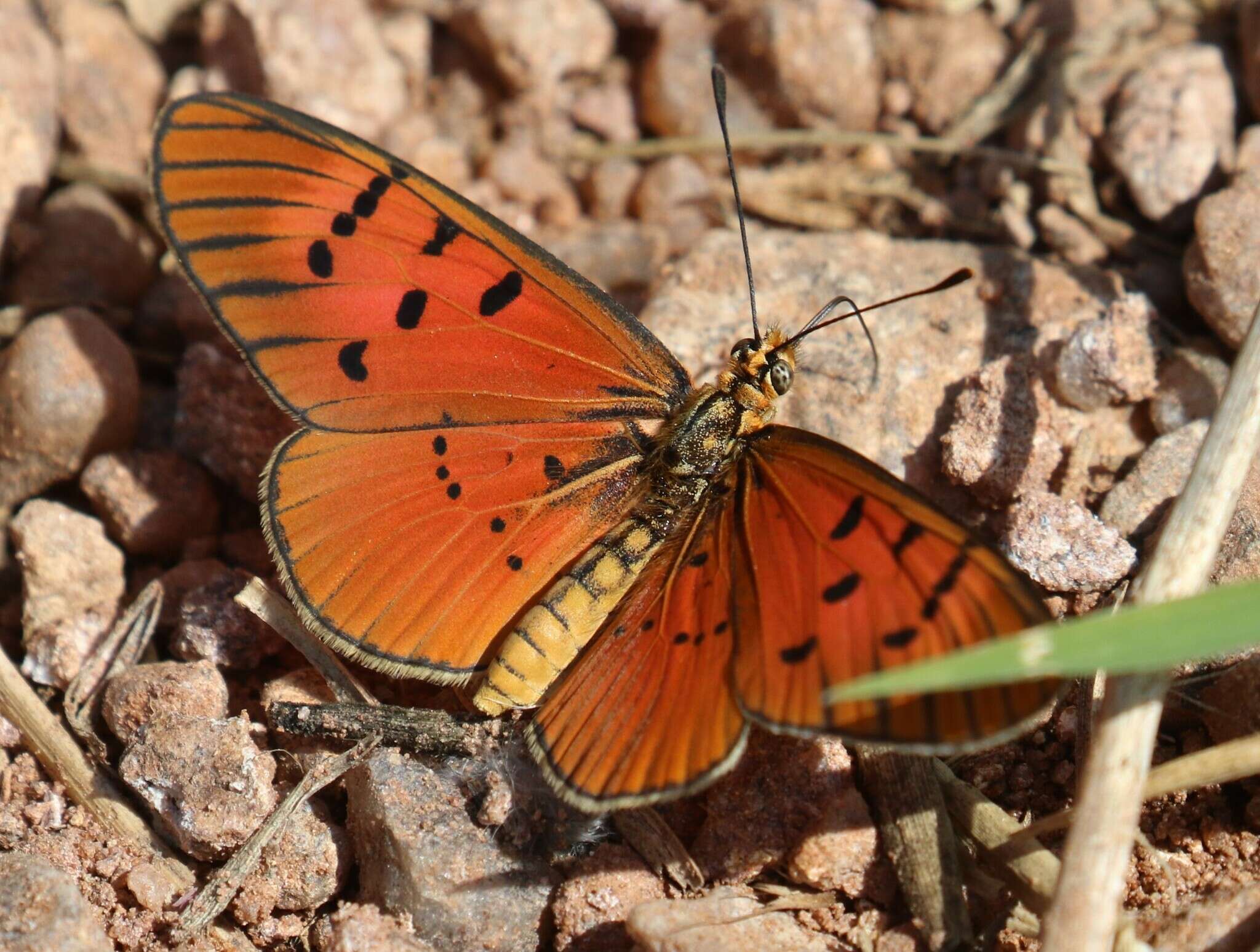 Image of Acraea atolmis Westwood 1882