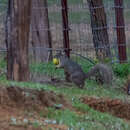 Image de Sciurus oculatus shawi Dalquest 1950