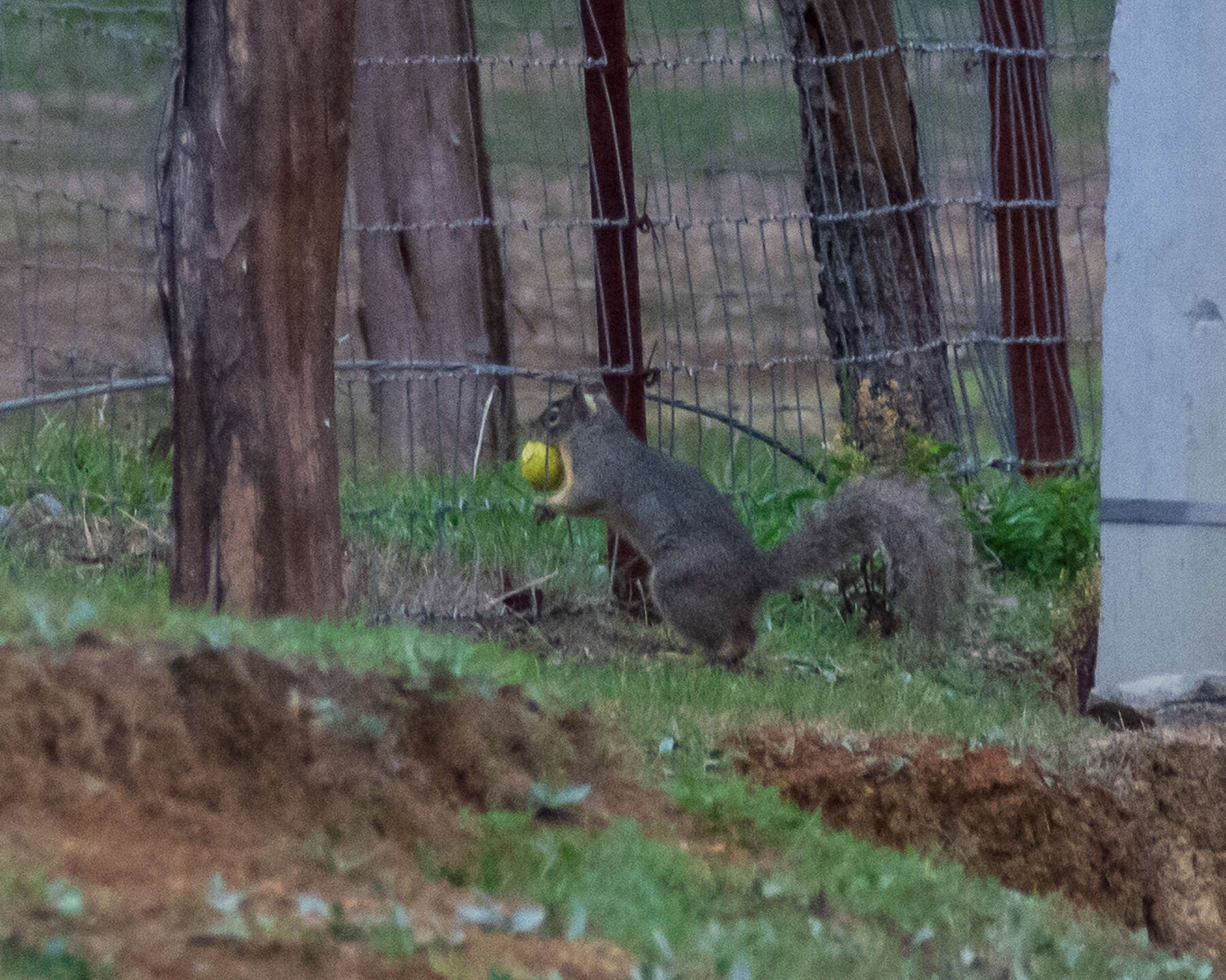 Sivun Sciurus oculatus shawi Dalquest 1950 kuva