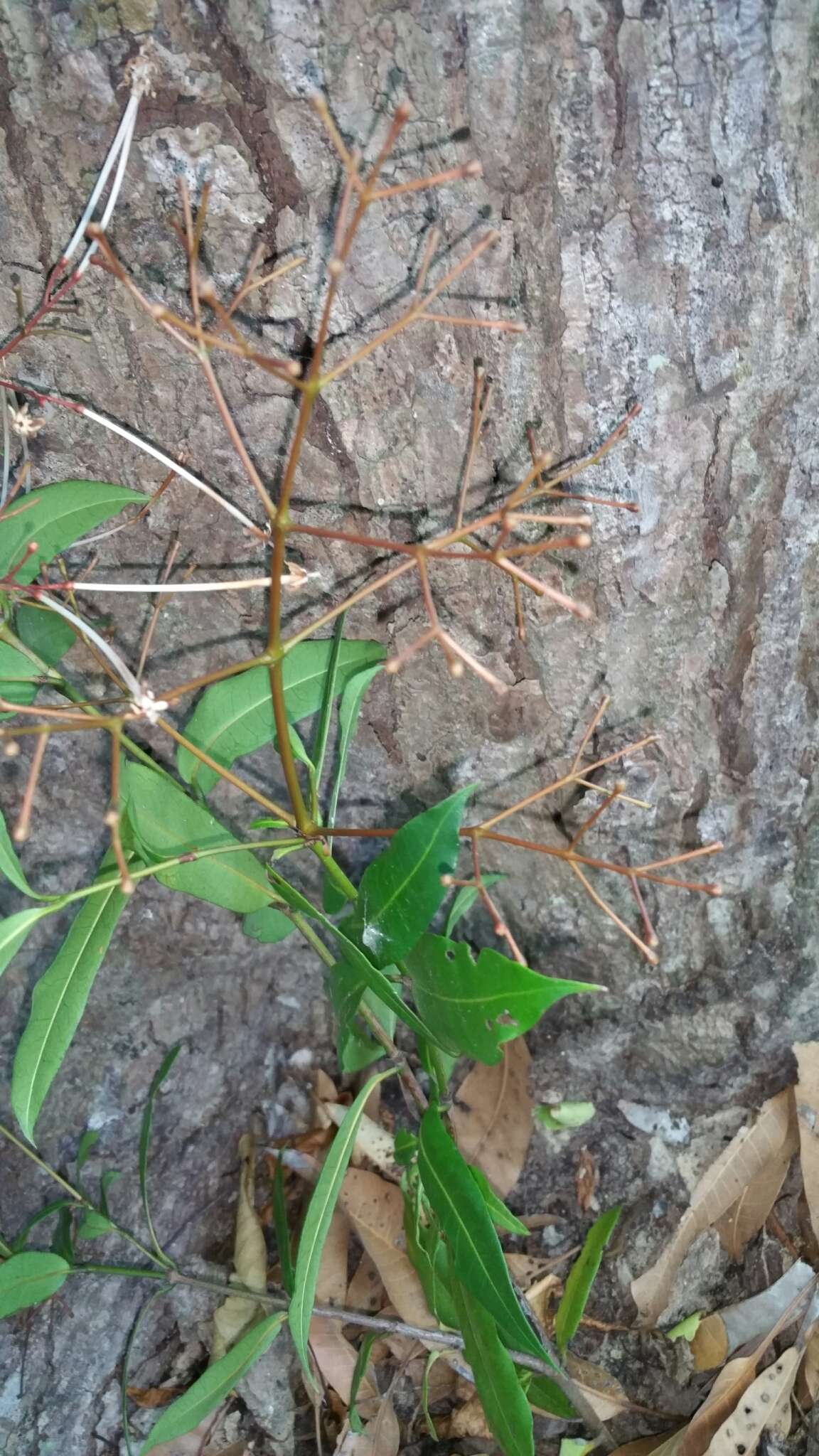 Image of Ixora ripicola De Block