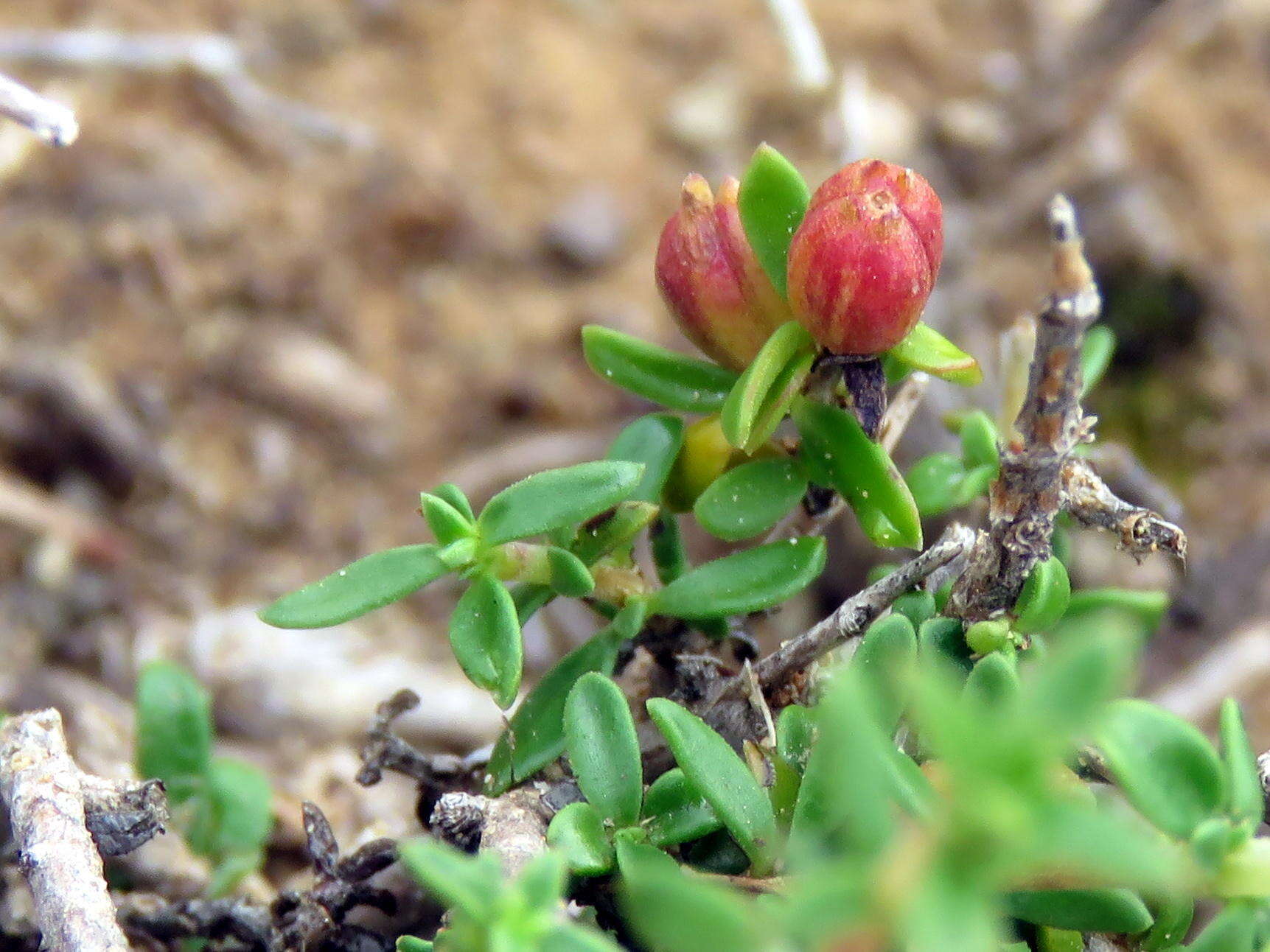 Image de Nenax microphylla (Sond.) Salter