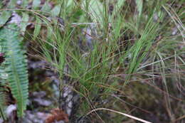 Image of Dracophyllum filifolium Hook. fil.