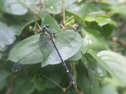 Imagem de Leptogomphus sauteri Ris 1912